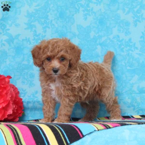 Crocus, Cavapoo Puppy